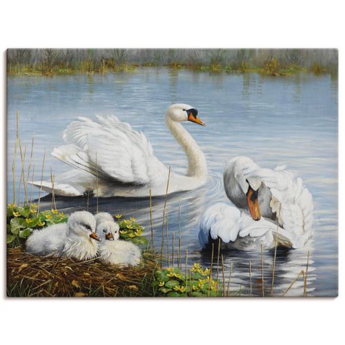 4055327485975 - Wandbild ARTLAND Schwäne und ihre Küken Bilder Gr B H 60 cm x 45 cm Leinwandbild Vögel Querformat 1 St weiß Bild Poster Bilder als Leinwandbild Wandaufkleber oder in versch Größen 4055327485975 - Wandbild ARTLAND Schwäne und ihre Küken Bilder Gr B H 60 cm x 45 cm Leinwandbild Vögel Querformat 1 St weiß Bild Poster Bilder als Leinwandbild Wandaufkleber oder in versch Größen