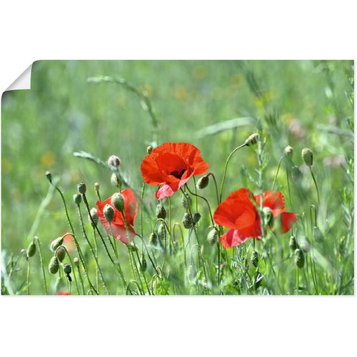 4062144682654 - Wandbild ARTLAND Mohnblumen im Gras Bilder Gr B H 60 cm x 40 cm Poster Blumenbilder Querformat 1 St grün Kunstdrucke als Alubild Leinwandbild Wandaufkleber oder Poster in versch Größen 4062144682654 - Wandbild ARTLAND Mohnblumen im Gras Bilder Gr B H 60 cm x 40 cm Poster Blumenbilder Querformat 1 St grün Kunstdrucke als Alubild Leinwandbild Wandaufkleber oder Poster in versch Größen