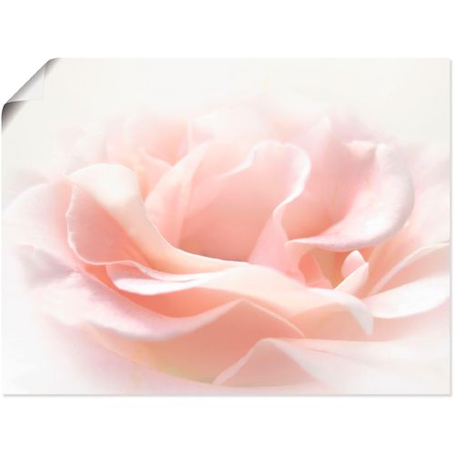 4057738098737 - Wandbild ARTLAND Rose I Bilder Gr B H 40 cm x 30 cm Poster Blumen Querformat 1 St pink Bild Leinwandbild Kunstdrucke Bilder als Alubild Leinwandbild Wandaufkleber oder Poster in versch Größen