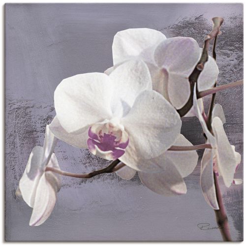4055327139502 - Wandbild ARTLAND Orchideen vor Violett I Bilder Gr B H 30 cm x 30 cm Leinwandbild Blumen 1 St weiß Bild Leinwandbild Kunstdrucke Bilder als Alubild Leinwandbild Wandaufkleber oder Poster in versch Größen 4055327139502 - Wandbild ARTLAND Orchideen vor Violett I Bilder Gr B H 30 cm x 30 cm Leinwandbild Blumen 1 St weiß Bild Leinwandbild Kunstdrucke Bilder als Alubild Leinwandbild Wandaufkleber oder Poster in versch Größen