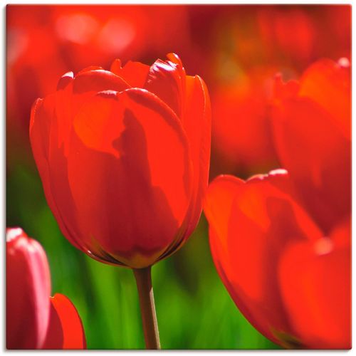 4057738940456 - Wandbild ARTLAND Rote Tulpen in der Sonne Bilder Gr B H 30 cm x 30 cm Leinwandbild Blumen 1 St rot Bild Kunstdruck Kunstdrucke Bilder als Alubild Leinwandbild Wandaufkleber oder Poster in versch Größen