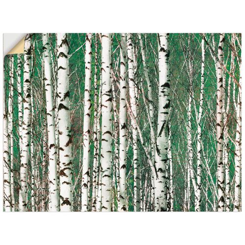 4062144536865 - Wandbild ARTLAND Birkenwald - Bäume Bilder Gr B H 40 cm x 30 cm Wandaufkleber - Vinyl Bäume Querformat 1 St weiß Bild Poster Bilder als Alubild Leinwandbild Wandaufkleber oder in versch Größen 4062144536865 - Wandbild ARTLAND Birkenwald - Bäume Bilder Gr B H 40 cm x 30 cm Wandaufkleber - Vinyl Bäume Querformat 1 St weiß Bild Poster Bilder als Alubild Leinwandbild Wandaufkleber oder in versch Größen