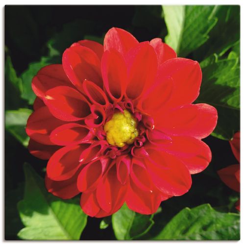 4059745730358 - Wandbild ARTLAND Rote Dahlienblüte Bilder Gr B H 40 cm x 40 cm Leinwandbild Blumen quadratisch 1 St rot Bild Poster Bilder als Alubild Leinwandbild Wandaufkleber oder in versch Größen