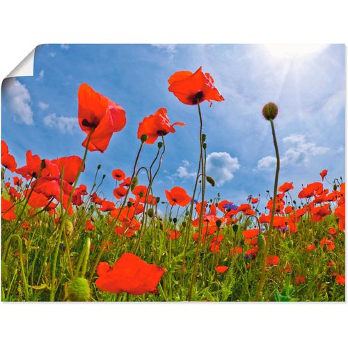 4055327528320 - Wandbild ARTLAND Mohnblumenfeld Bilder Gr B H 60 cm x 45 cm Poster Blumen 1 St rot Bild Kunstdruck Kunstdrucke Bilder als Leinwandbild Wandaufkleber oder Poster in versch Größen