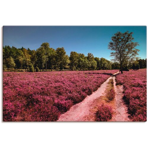 4059745708807 - Wandbild ARTLAND Lüneburger Heide Romantik Bilder Gr B H 60 cm x 40 cm Leinwandbild Blumenwiese 1 St lila Bild Kunstdruck Poster Bilder als Alubild Leinwandbild Wandaufkleber oder in versch Größen 4059745708807 - Wandbild ARTLAND Lüneburger Heide Romantik Bilder Gr B H 60 cm x 40 cm Leinwandbild Blumenwiese 1 St lila Bild Kunstdruck Poster Bilder als Alubild Leinwandbild Wandaufkleber oder in versch Größen
