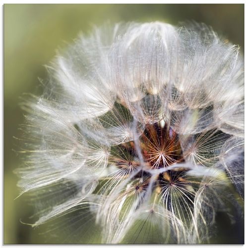 4058661407047 - Glasbild ARTLAND Pusteblume Detail II Bilder Gr B H 50 cm x 50 cm Glasbild Blumen quadratisch 1 St grün Bild Glasbild Glasbilder Bilder in verschiedenen Größen 4058661407047 - Glasbild ARTLAND Pusteblume Detail II Bilder Gr B H 50 cm x 50 cm Glasbild Blumen quadratisch 1 St grün Bild Glasbild Glasbilder Bilder in verschiedenen Größen