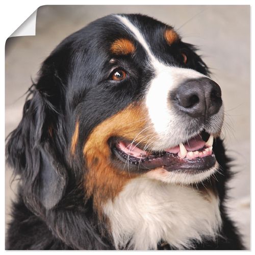 4057738300885 - Wandbild ARTLAND Berner Sennenhund Bilder Gr B H 70 cm x 70 cm Poster Haustiere quadratisch 1 St braun Bild Poster Bilder als Leinwandbild Wandaufkleber oder in versch Größen 4057738300885 - Wandbild ARTLAND Berner Sennenhund Bilder Gr B H 70 cm x 70 cm Poster Haustiere quadratisch 1 St braun Bild Poster Bilder als Leinwandbild Wandaufkleber oder in versch Größen