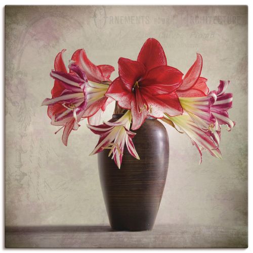 4062144277805 - Wandbild ARTLAND Amaryllis Vintage II Bilder Gr B H 40 cm x 40 cm Leinwandbild Blumen quadratisch 1 St rot Bild Poster Bilder als Alubild Leinwandbild Wandaufkleber oder in versch Größen