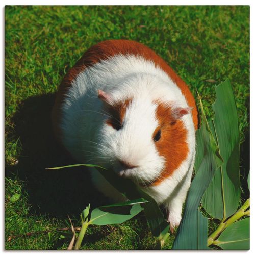 4058661455697 - Wandbild ARTLAND Orange weißes Meerschweinchen Bilder Gr B H 40 cm x 40 cm Leinwandbild Haustiere quadratisch 1 St beige (naturfarben) Bild Poster Bilder als Alubild Leinwandbild Wandaufkleber oder in versch Größen 4058661455697 - Wandbild ARTLAND Orange weißes Meerschweinchen Bilder Gr B H 40 cm x 40 cm Leinwandbild Haustiere quadratisch 1 St beige (naturfarben) Bild Poster Bilder als Alubild Leinwandbild Wandaufkleber oder in versch Größen