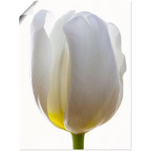 4059745199452 - Wandbild ARTLAND Weiße Tulpe Bilder Gr B H 30 cm x 40 cm Poster Blumen 1 St weiß Bild Kunstdruck Kunstdrucke Bilder als Alubild Leinwandbild Wandaufkleber oder Poster in versch Größen 4059745199452 - Wandbild ARTLAND Weiße Tulpe Bilder Gr B H 30 cm x 40 cm Poster Blumen 1 St weiß Bild Kunstdruck Kunstdrucke Bilder als Alubild Leinwandbild Wandaufkleber oder Poster in versch Größen