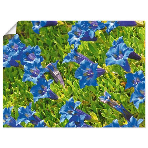 4057738339830 - Wandbild ARTLAND Enzian Bilder Gr B H 40 cm x 30 cm Poster Blumenwiese Querformat 1 St blau Bild Leinwandbild Kunstdrucke Bilder als Leinwandbild Wandaufkleber oder Poster in versch Größen 4057738339830 - Wandbild ARTLAND Enzian Bilder Gr B H 40 cm x 30 cm Poster Blumenwiese Querformat 1 St blau Bild Leinwandbild Kunstdrucke Bilder als Leinwandbild Wandaufkleber oder Poster in versch Größen