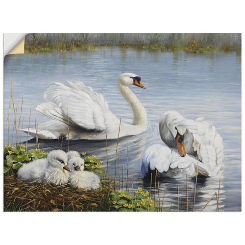 4062144396780 - Wandbild ARTLAND Schwäne und ihre Küken Bilder Gr B H 40 cm x 30 cm Wandaufkleber - Vinyl Vögel Querformat 1 St weiß Bild Poster Bilder als Leinwandbild Wandaufkleber oder in versch Größen