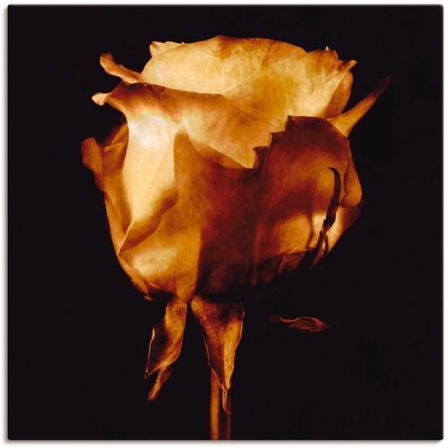 4055327267434 - Wandbild ARTLAND Vergoldete Rose Bilder Gr B H 30 cm x 30 cm Leinwandbild Blumen 1 St goldfarben Bild Kunstdruck Kunstdrucke Bilder als Leinwandbild Wandaufkleber oder Poster in versch Größen 4055327267434 - Wandbild ARTLAND Vergoldete Rose Bilder Gr B H 30 cm x 30 cm Leinwandbild Blumen 1 St goldfarben Bild Kunstdruck Kunstdrucke Bilder als Leinwandbild Wandaufkleber oder Poster in versch Größen