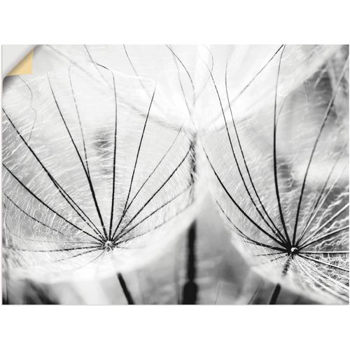 4059745194358 - Wandbild ARTLAND Pusteblume in schwarzweiß Bilder Gr B H 80 cm x 60 cm Wandaufkleber - Vinyl Blumen 1 St schwarz Bild Kunstdruck Kunstdrucke Bilder als Alubild Leinwandbild Wandaufkleber oder Poster in versch Größen
