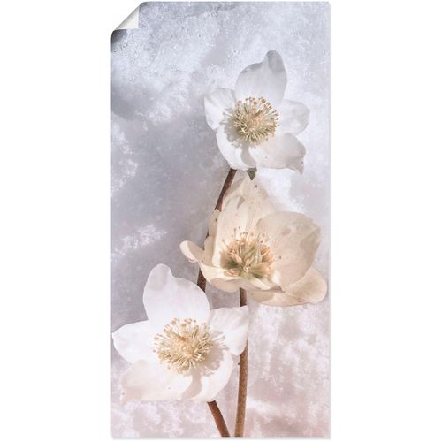 4059745136594 - Wandbild ARTLAND Christrose im Schnee Bilder Gr B H 50 cm x 100 cm Poster Blumen 1 St schwarz Bild Kunstdruck Metallbild Metallbilder Bilder als Alubild Leinwandbild Wandaufkleber oder Poster in versch Größen