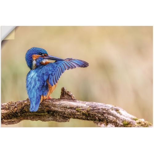 4062144757727 - Wandbild ARTLAND Eisvogel Bilder Gr B H T 90 cm x 60 cm x 01 cm Wandaufkleber - Vinyl Vogelbilder Querformat 1 St blau Kunstdrucke als Alubild Leinwandbild Wandaufkleber oder Poster in versch Größen 4062144757727 - Wandbild ARTLAND Eisvogel Bilder Gr B H T 90 cm x 60 cm x 01 cm Wandaufkleber - Vinyl Vogelbilder Querformat 1 St blau Kunstdrucke als Alubild Leinwandbild Wandaufkleber oder Poster in versch Größen