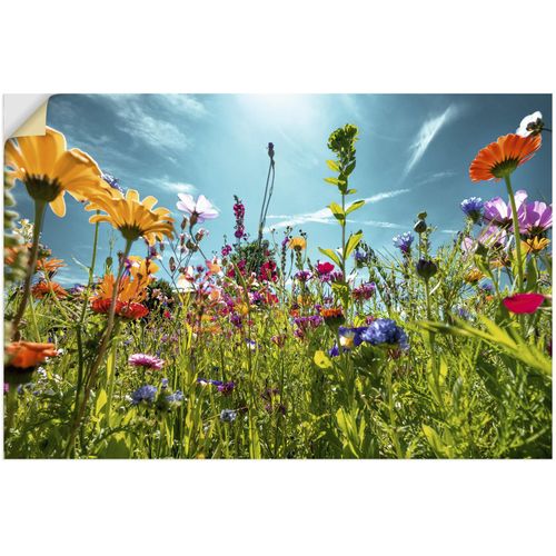 4062144669372 - Wandbild ARTLAND Buntes Blumenfeld Bilder Gr B H 120 cm x 80 cm Wandaufkleber - Vinyl Blumenwiese Querformat 1 St bunt Kunstdrucke als Alubild Leinwandbild Wandaufkleber oder Poster in versch Größen