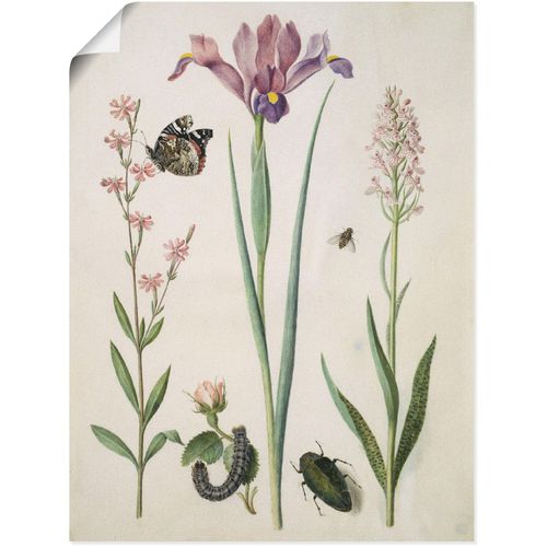 4055327605960 - Wandbild ARTLAND Admiral Rose Iris Knabenkraut Bilder Gr B H 30 cm x 40 cm Poster Pflanzen 1 St beige (naturfarben) Bild Poster Bilder als Leinwandbild Wandaufkleber oder in versch Größen