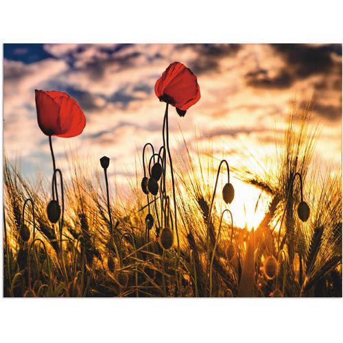 4059745197298 - Wandbild ARTLAND Mohnblumen im Sonnenuntergang Bilder Gr B H 40 cm x 30 cm Alu-Dibond-Druck Blumen 1 St bunt Bild Kunstdruck Leinwandbild Kunstdrucke Bilder als Alubild Leinwandbild Wandaufkleber oder Poster in versch Größen