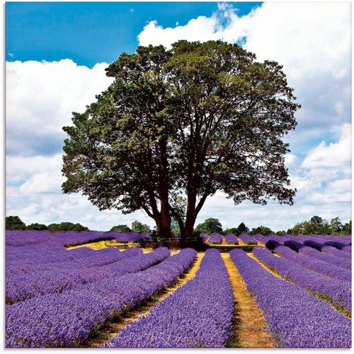4055327041454 - Glasbild ARTLAND Schönes Lavendelfeld im Sommer Bilder Gr B H 20 cm x 20 cm Felder 1 St lila Glasbilder Bilder in verschiedenen Größen