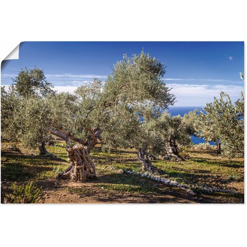 4062144744246 - Wandbild ARTLAND Olivenhain in der Serra de Tramuntana Bilder Gr B H 30 cm x 20 cm Poster Küstenbilder Querformat 1 St grün Kunstdrucke als Alubild Leinwandbild Wandaufkleber oder Poster in versch Größen