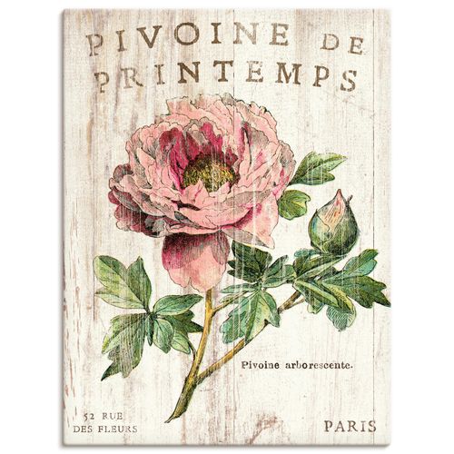 4055327750417 - Wandbild ARTLAND Pfingstrose Bilder Gr B H 30 cm x 40 cm Leinwandbild Blumen Hochformat 1 St pink Bild Leinwandbild Kunstdrucke Bilder als Leinwandbild Wandaufkleber oder Poster in versch Größen