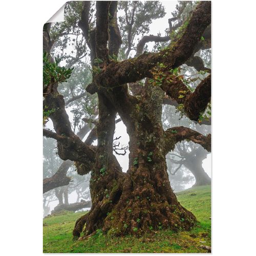 4062144137314 - Wandbild ARTLAND Alter Lorbeerbaum Bilder Gr B H 60 cm x 90 cm Poster Bäume 1 St grün Bild Kunstdruck Metallbild Metallbilder Bilder als Alubild Leinwandbild Wandaufkleber oder Poster in versch Größen 4062144137314 - Wandbild ARTLAND Alter Lorbeerbaum Bilder Gr B H 60 cm x 90 cm Poster Bäume 1 St grün Bild Kunstdruck Metallbild Metallbilder Bilder als Alubild Leinwandbild Wandaufkleber oder Poster in versch Größen