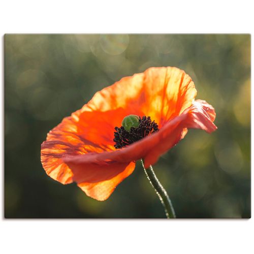 4055327184427 - Wandbild ARTLAND Mohnblüte I Bilder Gr B H 40 cm x 30 cm Leinwandbild Blumen 1 St rot Bild Kunstdruck Poster Bilder als Leinwandbild Wandaufkleber oder in versch Größen