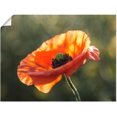 4055327513722 - Wandbild ARTLAND Mohnblüte I Bilder Gr B H 40 cm x 30 cm Poster Blumen 1 St rot Bild Kunstdruck Poster Bilder als Leinwandbild Wandaufkleber oder in versch Größen