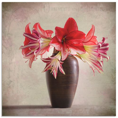 4062144277751 - Wandbild ARTLAND Amaryllis Vintage II Bilder Gr B H 30 cm x 30 cm Alu-Dibond-Druck Blumen quadratisch 1 St rot Bild Poster Bilder als Alubild Leinwandbild Wandaufkleber oder in versch Größen 4062144277751 - Wandbild ARTLAND Amaryllis Vintage II Bilder Gr B H 30 cm x 30 cm Alu-Dibond-Druck Blumen quadratisch 1 St rot Bild Poster Bilder als Alubild Leinwandbild Wandaufkleber oder in versch Größen