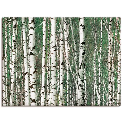 4059745908719 - Wandbild ARTLAND Birkenwald - Bäume Bilder Gr B H 80 cm x 60 cm Leinwandbild Bäume Querformat 1 St weiß Bild Poster Bilder als Alubild Leinwandbild Wandaufkleber oder in versch Größen 4059745908719 - Wandbild ARTLAND Birkenwald - Bäume Bilder Gr B H 80 cm x 60 cm Leinwandbild Bäume Querformat 1 St weiß Bild Poster Bilder als Alubild Leinwandbild Wandaufkleber oder in versch Größen