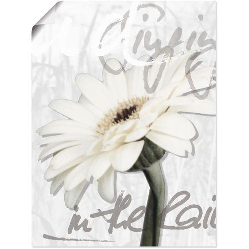4055327289009 - Wandbild ARTLAND Gerbera Bilder Gr B H 30 cm x 40 cm Poster Blumenbilder Hochformat 1 St weiß Kunstdrucke als Alubild Leinwandbild Wandaufkleber oder Poster in versch Größen