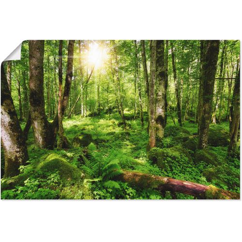 4059745302401 - Wandbild ARTLAND Wald Bilder Gr B H 30 cm x 20 cm Poster Wald 1 St grün Bild Kunstdruck Kunstdrucke Bilder als Alubild Leinwandbild Wandaufkleber oder Poster in versch Größen
