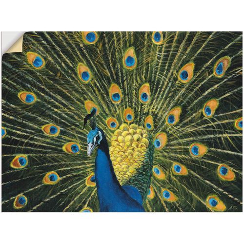 4057738224204 - Wandbild ARTLAND Pfau Bilder Gr B H 80 cm x 60 cm Wandaufkleber - Vinyl Vögel 1 St grün Bild Poster Bilder als Alubild Leinwandbild Wandaufkleber oder in versch Größen