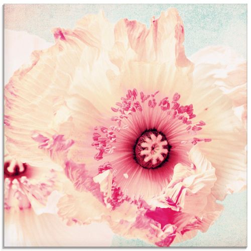 4055327788557 - Glasbild ARTLAND Pastell Mohn Bilder Gr B H 30 cm x 30 cm Glasbild Blumen quadratisch 1 St pink Bild Glasbild Glasbilder Bilder in verschiedenen Größen