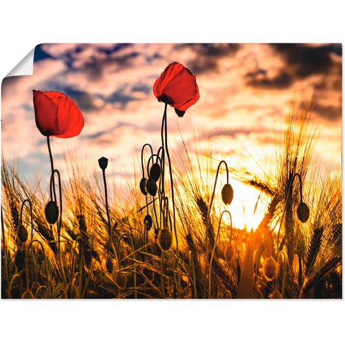 4059745197410 - Wandbild ARTLAND Mohnblumen im Sonnenuntergang Bilder Gr B H 120 cm x 90 cm Poster Blumen 1 St bunt Bild Kunstdruck Leinwandbild Kunstdrucke Bilder als Alubild Leinwandbild Wandaufkleber oder Poster in versch Größen