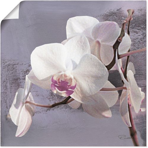 4055327284530 - Wandbild ARTLAND Orchideen vor Violett I Bilder Gr B H 50 cm x 50 cm Poster Blumen 1 St weiß Bild Leinwandbild Kunstdrucke Bilder als Alubild Leinwandbild Wandaufkleber oder Poster in versch Größen