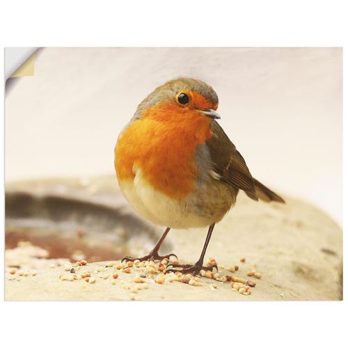 4057738666431 - Wandbild ARTLAND Rotkehlchen Bilder Gr B H 40 cm x 30 cm Wandaufkleber - Vinyl Vögel Querformat 1 St braun Bild Leinwandbild Kunstdrucke Bilder als Leinwandbild Wandaufkleber oder Poster in versch Größen 4057738666431 - Wandbild ARTLAND Rotkehlchen Bilder Gr B H 40 cm x 30 cm Wandaufkleber - Vinyl Vögel Querformat 1 St braun Bild Leinwandbild Kunstdrucke Bilder als Leinwandbild Wandaufkleber oder Poster in versch Größen