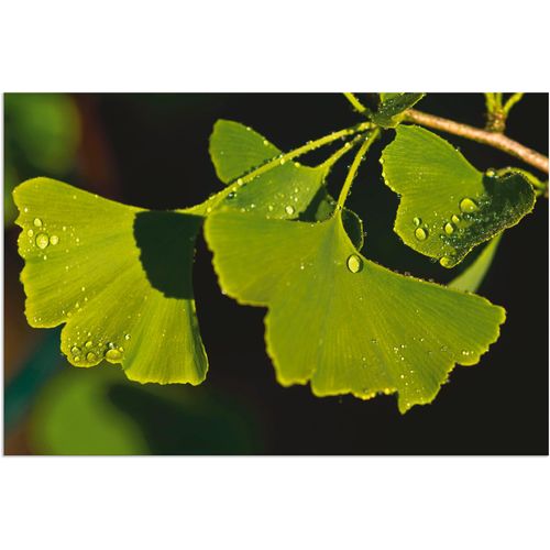 4059745542838 - Wandbild ARTLAND Ginkgo Blätter Bilder Gr B H 30 cm x 20 cm Alu-Dibond-Druck Blätter 1 St grün Bild Kunstdruck Kunstdrucke Bilder als Alubild Leinwandbild Wandaufkleber oder Poster in versch Größen 4059745542838 - Wandbild ARTLAND Ginkgo Blätter Bilder Gr B H 30 cm x 20 cm Alu-Dibond-Druck Blätter 1 St grün Bild Kunstdruck Kunstdrucke Bilder als Alubild Leinwandbild Wandaufkleber oder Poster in versch Größen