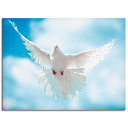 4057738316398 - Wandbild ARTLAND Taube mit ausgebreiteten Flügeln Bilder Gr B H 80 cm x 60 cm Leinwandbild Vögel Querformat 1 St weiß Bild Leinwandbild Kunstdrucke Bilder als Alubild Leinwandbild Wandaufkleber oder Poster in versch Größen