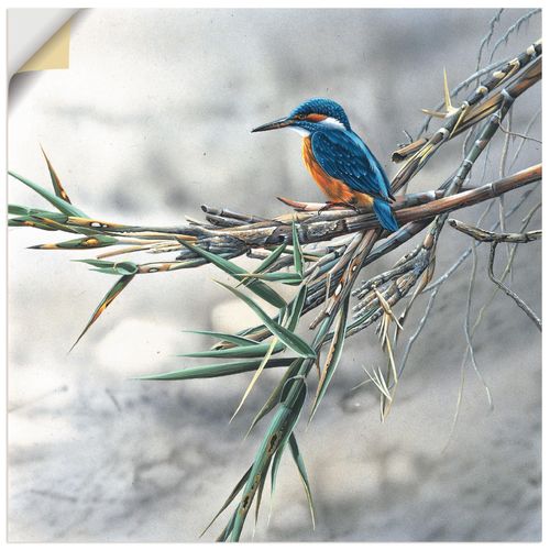4062144388013 - Wandbild ARTLAND Eisvogel I Bilder Gr B H 70 cm x 70 cm Wandaufkleber - Vinyl Vögel quadratisch 1 St weiß Bild Poster Bilder als Leinwandbild Wandaufkleber oder in versch Größen 4062144388013 - Wandbild ARTLAND Eisvogel I Bilder Gr B H 70 cm x 70 cm Wandaufkleber - Vinyl Vögel quadratisch 1 St weiß Bild Poster Bilder als Leinwandbild Wandaufkleber oder in versch Größen