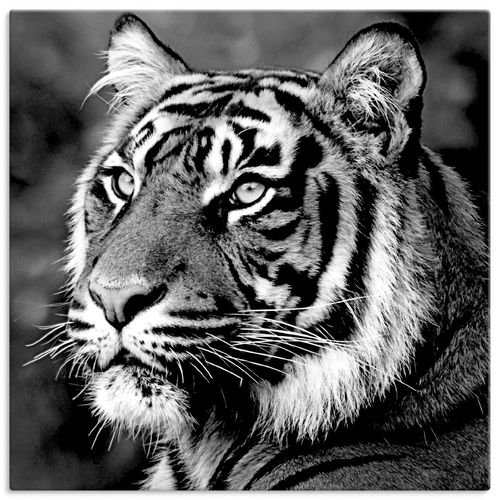 4057738313939 - Wandbild ARTLAND Tiger Bilder Gr B H 30 cm x 30 cm Leinwandbild Wildtiere quadratisch 1 St schwarz Bild Poster Bilder als Leinwandbild Wandaufkleber oder in versch Größen