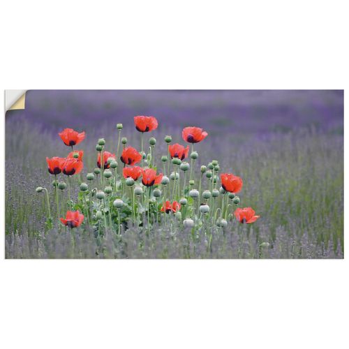 4057738295570 - Wandbild ARTLAND Lavendelfarm in Sequim - Mohnblumen Bilder Gr B H 40 cm x 20 cm Wandaufkleber - Vinyl Blumenwiese Querformat 1 St lila Bild Poster Bilder als Alubild Leinwandbild Wandaufkleber oder in versch Größen