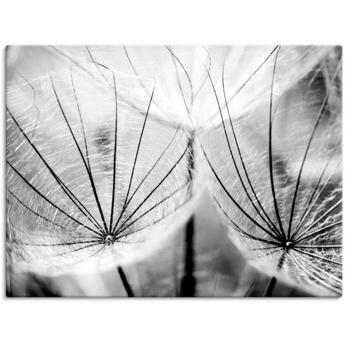 4059745194259 - Wandbild ARTLAND Pusteblume in schwarzweiß Bilder Gr B H 40 cm x 30 cm Leinwandbild Blumen 1 St schwarz Bild Kunstdruck Kunstdrucke Bilder als Alubild Leinwandbild Wandaufkleber oder Poster in versch Größen 4059745194259 - Wandbild ARTLAND Pusteblume in schwarzweiß Bilder Gr B H 40 cm x 30 cm Leinwandbild Blumen 1 St schwarz Bild Kunstdruck Kunstdrucke Bilder als Alubild Leinwandbild Wandaufkleber oder Poster in versch Größen