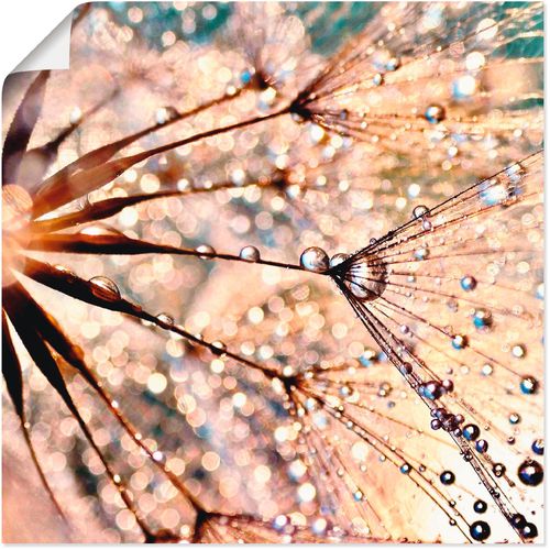 4057738610540 - Wandbild ARTLAND Pusteblume - Kisses from rain Bilder Gr B H 40 cm x 40 cm Poster Blumen 1 St weiß Bild Kunstdruck Kunstdrucke Bilder als Alubild Leinwandbild Wandaufkleber oder Poster in versch Größen