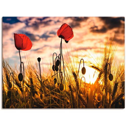 4059745197328 - Wandbild ARTLAND Mohnblumen im Sonnenuntergang Bilder Gr B H 40 cm x 30 cm Leinwandbild Blumen 1 St bunt Bild Kunstdruck Leinwandbild Kunstdrucke Bilder als Alubild Leinwandbild Wandaufkleber oder Poster in versch Größen