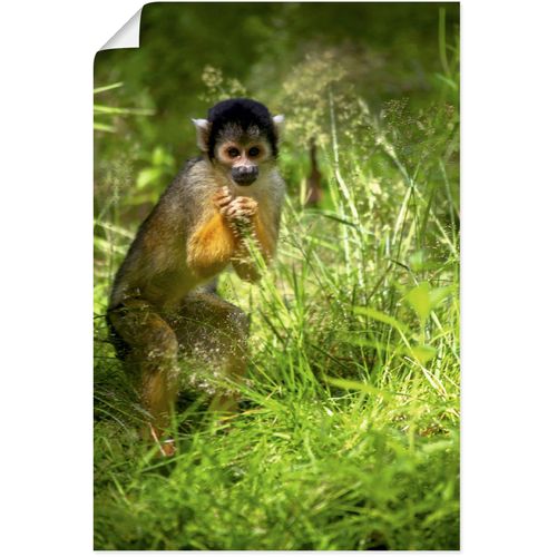 4062144668771 - Wandbild ARTLAND Totenkopfäffchen im hohen Gras Bilder Gr B H 80 cm x 120 cm Poster Affenbilder Hochformat 1 St grün Kunstdrucke als Alubild Leinwandbild Wandaufkleber oder Poster in versch Größen 4062144668771 - Wandbild ARTLAND Totenkopfäffchen im hohen Gras Bilder Gr B H 80 cm x 120 cm Poster Affenbilder Hochformat 1 St grün Kunstdrucke als Alubild Leinwandbild Wandaufkleber oder Poster in versch Größen