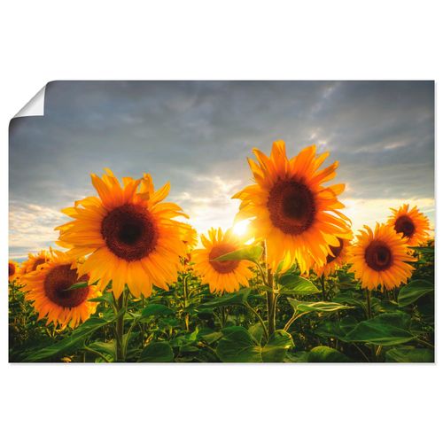 4062144278475 - Wandbild ARTLAND Sonnenblumen II Bilder Gr B H 60 cm x 40 cm Poster Blumen Querformat 1 St orange Bild Poster Bilder als Alubild Leinwandbild Wandaufkleber oder in versch Größen