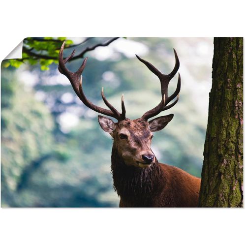 4059745768368 - Wandbild ARTLAND Hirsch Bilder Gr B H 70 cm x 50 cm Poster Wildtiere 1 St beige (naturfarben) Bild Leinwandbild Kunstdrucke Bilder als Alubild Leinwandbild Wandaufkleber oder Poster in versch Größen
