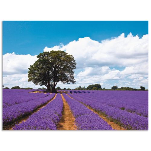 4057738373636 - Wandbild ARTLAND Schönes Lavendelfeld im Sommer Bilder Gr B H 40 cm x 30 cm Alu-Dibond-Druck Felder Querformat 1 St lila Bild Metallbild Metallbilder Bilder als Alubild Leinwandbild Wandaufkleber oder Poster in versch Größen